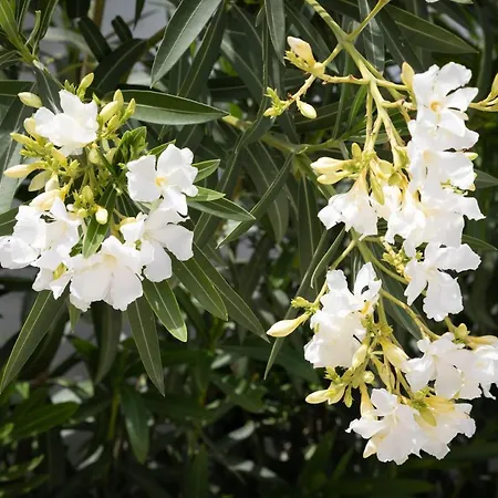 Akrotiri Vine A ليماسول