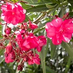 Сasa de vacaciones Akrotiri Vine A Limassol