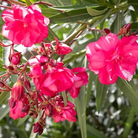 別荘 Akrotiri Vine A リマソール