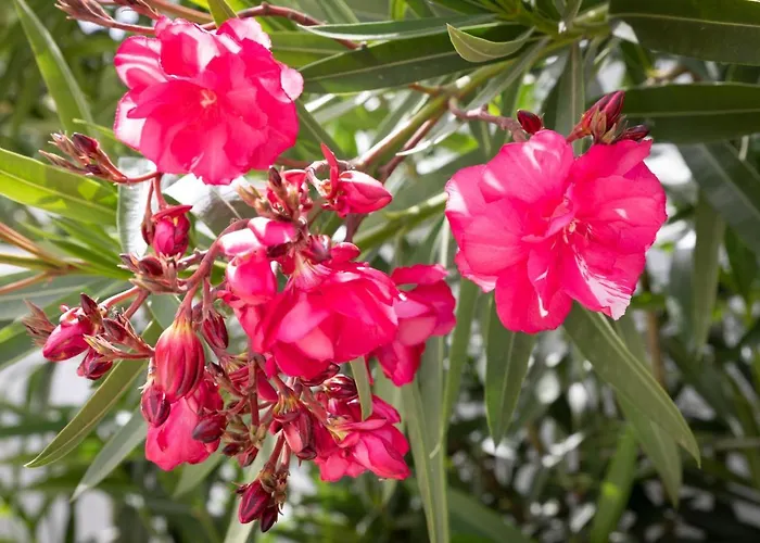 別荘 Akrotiri Vine A リマソール