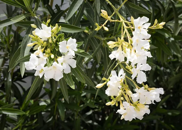 Akrotiri Vine A リマソール